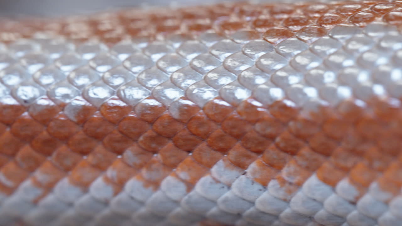 Detailed close-up of Lichanura trivirgata or pink boa scales, showing vibrant orange and white pattern