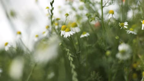 Blumenfeldhintergrund-Im-Wind