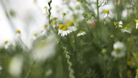 el fondo del campo de flores en el viento