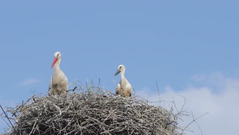 storks in a nest with copyspace