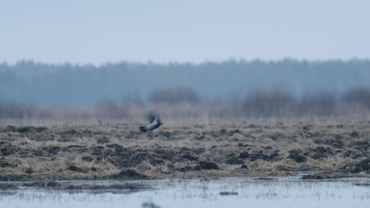 Un paio di corvi seduti sull'erba vicino a un prato allagato da pozzanghere all'inizio della primavera.