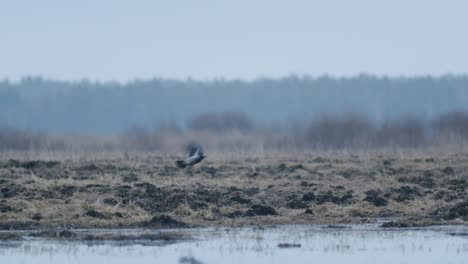 Ein-Paar-Krähen-Sitzen-Im-Frühen-Frühling-Auf-Dem-Gras-In-Der-Nähe-Einer-Pfütze-überfluteten-Wiese