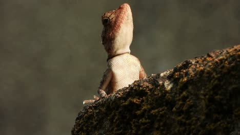 Lagarto-Esperando-Palanca-Para-Comer