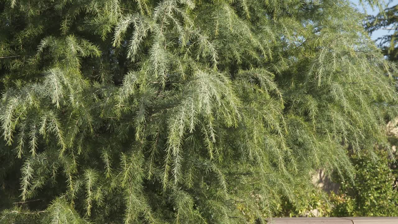 캘리포니아 주 로즈빌의 구름이 가득한 하늘을 배경으로 푸른 나무들이 펼쳐져 있는 조용한 장면은 자연 다큐멘터리, 여행 비디오 또는 평화로운 야외 분위기를 요구하는 모든 프로젝트에 완벽합니다.