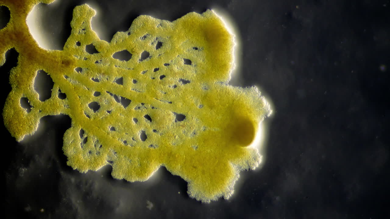 Abstract Microscopic View of Yellow Biological Growth