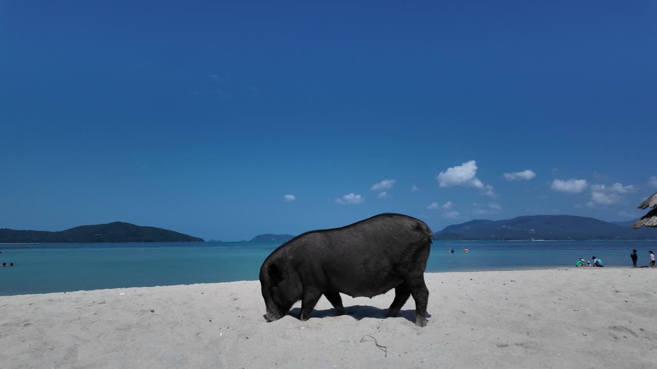 el pequeño cerdo salvaje está libremente buscando comida en la playa.