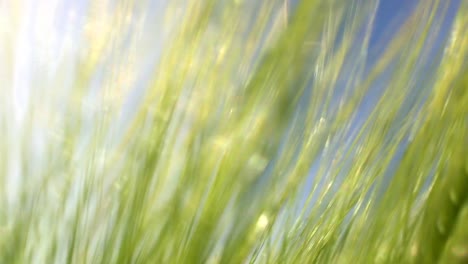 low-angle view of a lush field of tall, green fox tail grass