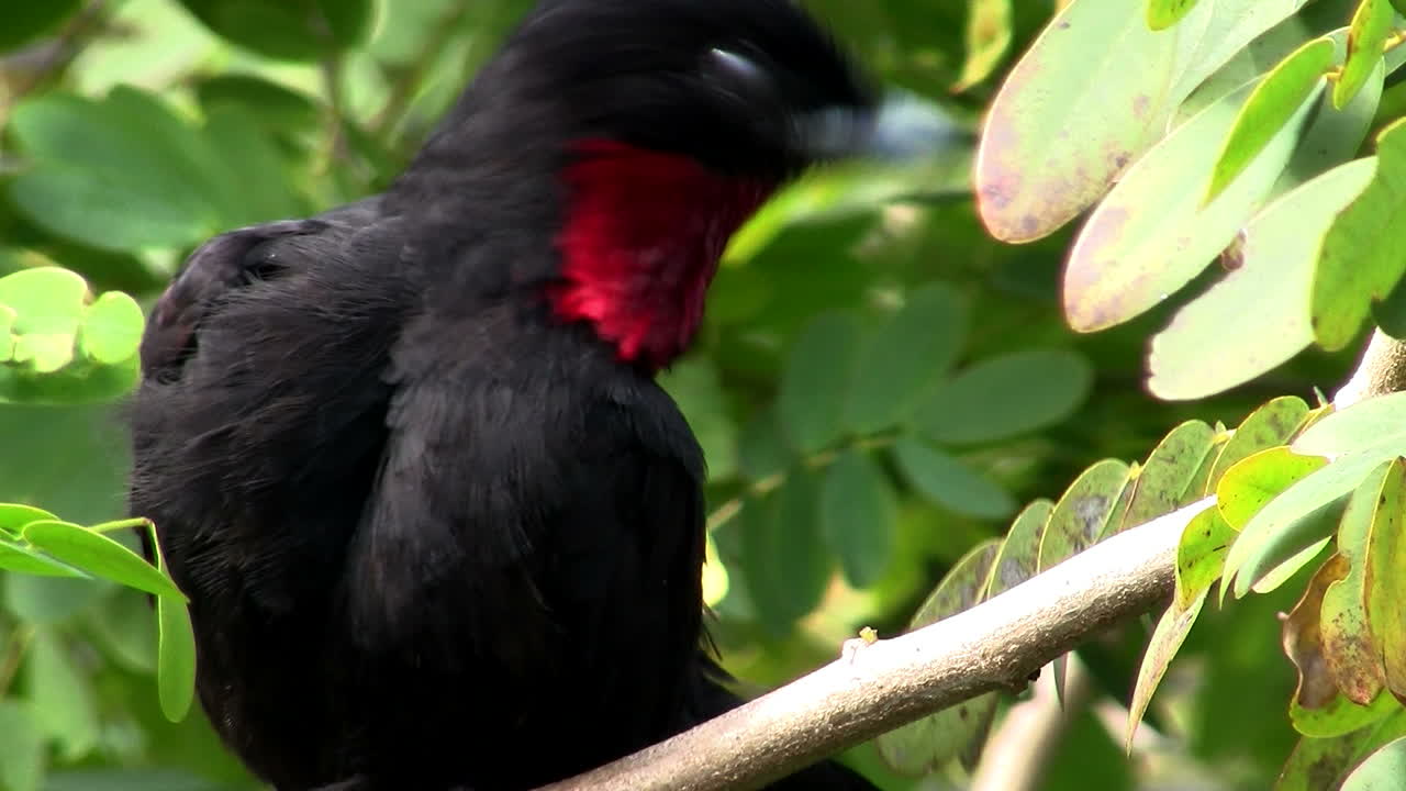 붉은 목 에버글레이즈 새