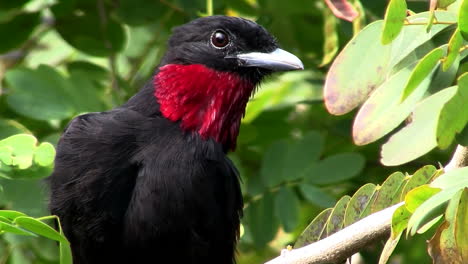 ave de los everglades de garganta roja