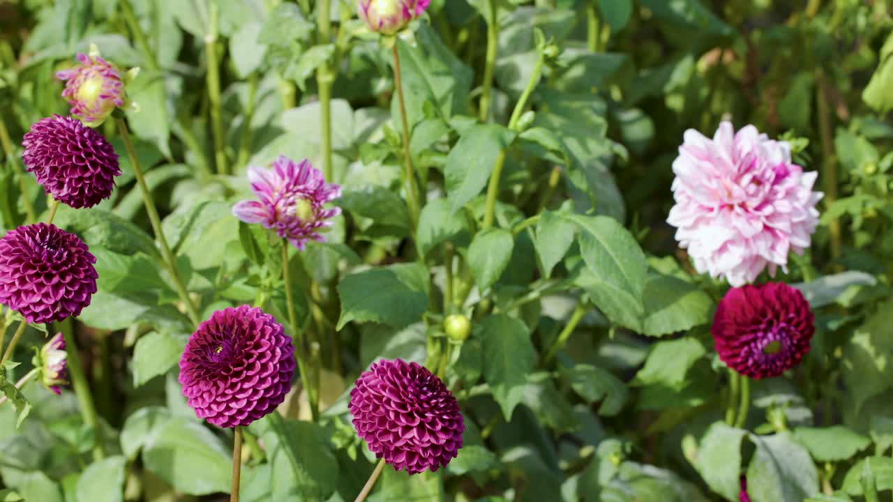 Camera slowly pans over blooming pompon and decorative dahlias in bright outdoor garden lighting