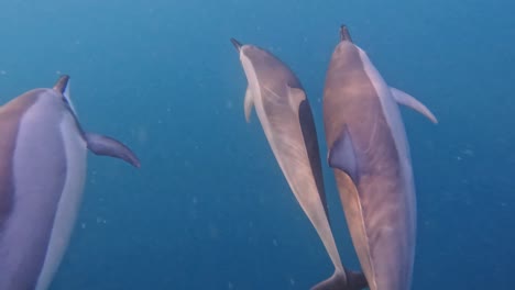 joven delfín con la superficie del agua que rompe la vaina