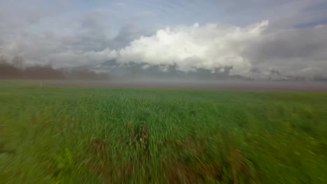 Campo-De-Rojo-En-Un-Día-De-Niebla-En