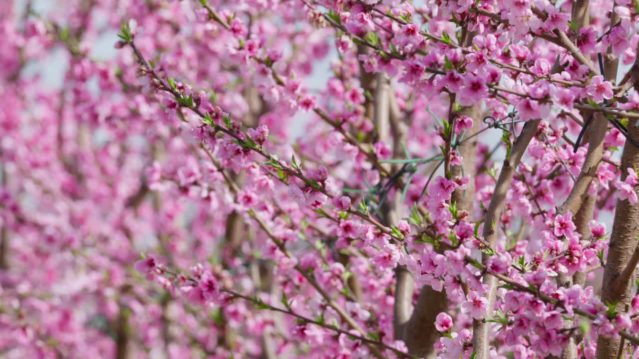 Blossoms Dance in the Wind on Spring Day