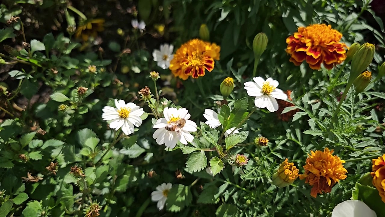Ape operosa che raccoglie nettare da margherite bianche tra calendule colorate al rallentatore