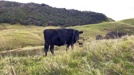 black cow stands and stares on grassy rolling hill, with trees and gray sky