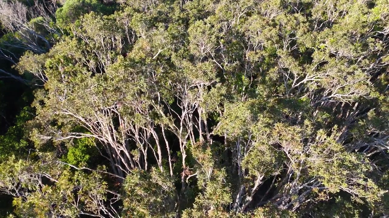 Ripresa aerea dall'alto che sovrasta le fitte chiome verdi degli alberi di eucalipto a South Stradbroke, Australia