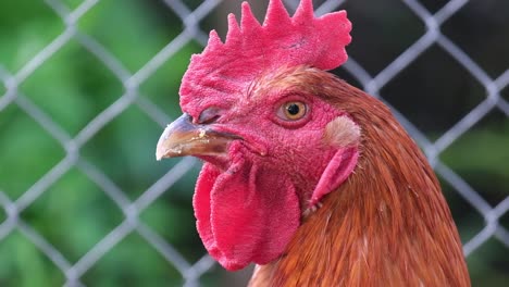 rooster with a red crest shooting close up rooster with a red crest shooting close up poultry on the farm agriculture slow motion