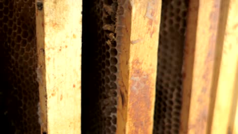 frame, beehive, honeycombs after centrifugation, dolly shot