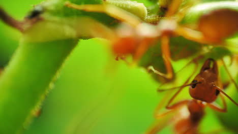 Macro-close-up-view-of-herder-red-ants-protecting-and-farming-aphids-for-honeydew,-a-sugar-rich-secretion-favored-by-ants-as-a-food-source