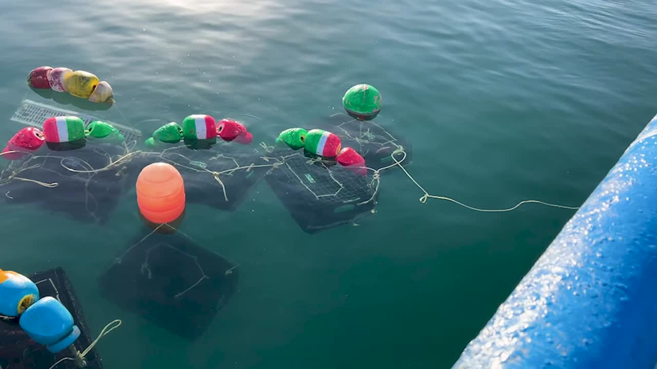 Fishing buoys floating on calm waters near Cedros Island, with soft ripples and reflections holding lobster pot traps with fresh catch