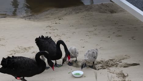 two adult swans feeding their young on sandy beach