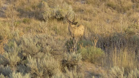 Male,-buck-mule-deer-with-velvet-antlers-walking-through-the-brush-in-the-golden-light-of-the-morning-sun