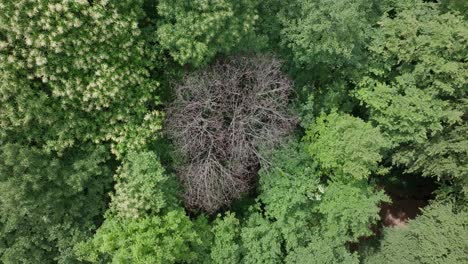 aerial view of a lush forest with a dead tree in the center