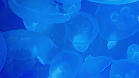 Revealing-shot-of-jellyfishes-floating,-swimming-around-in-a-blue-aquarium