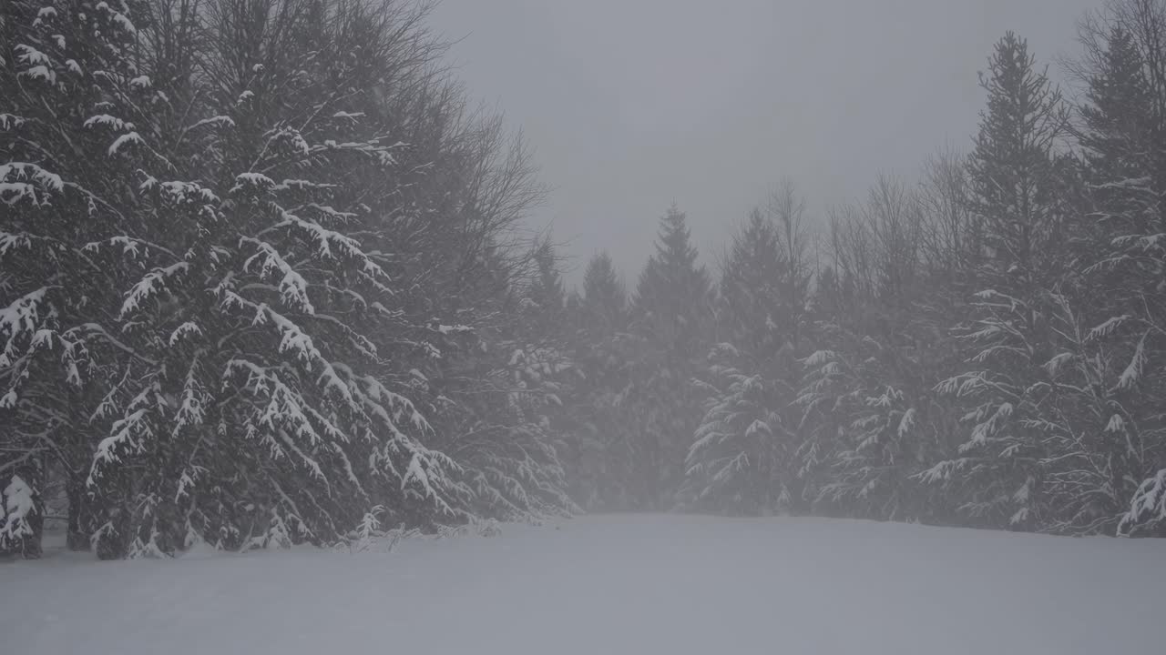 paisaje de bosque nevado de invierno