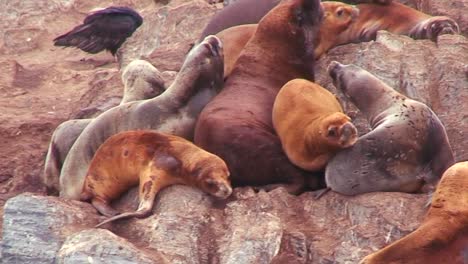 focas se acumulan en una playa 1