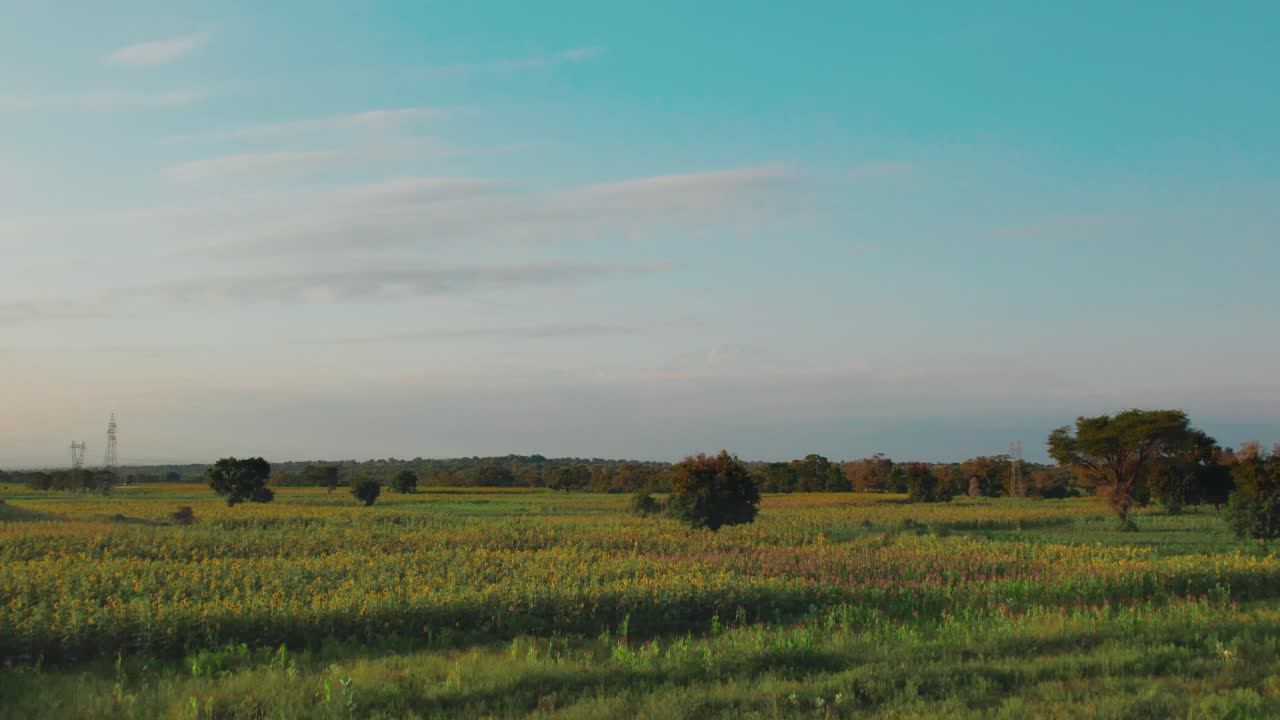 granja de girasol durante la puesta de sol con hojas verdes exuberantes en una granja en áfrica