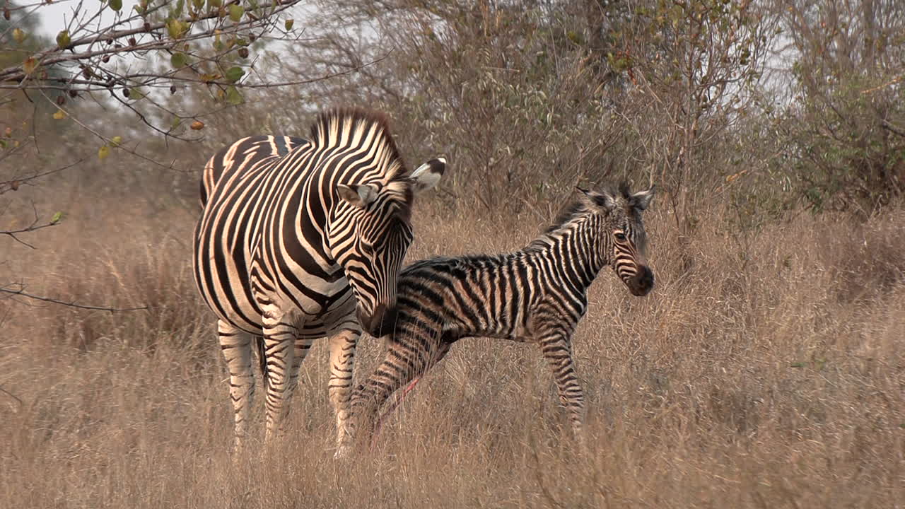 Una zebra femmina allatta il suo puledro appena nato, ancora attaccato dal cordone ombelicale