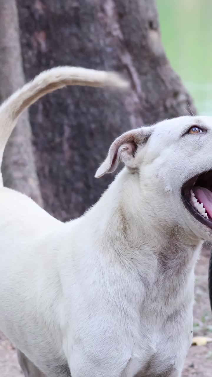 Two dogs engage with a passing cyclist