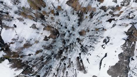 Top-down-view-of-burnt-trees-against-snow-covered-ground,-Caldor-forest-fire-in-Lake-Tahoe,-California-Nevada