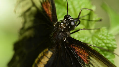 Magnífico-Primer-Plano-Macro-De-Una-Mariposa-Descansando-Sobre-Una-Hoja