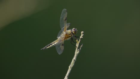 dragonfly on a branch