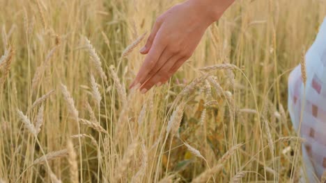 woman's hand in a golden wheat field
