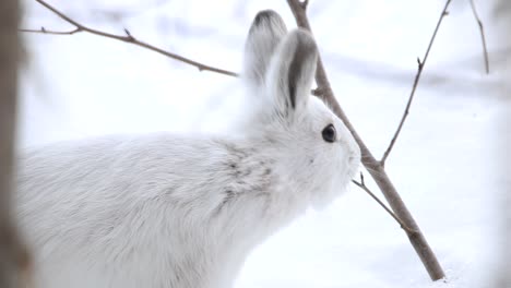 una liebre salvaje come ramas de árboles durante un frío día de invierno