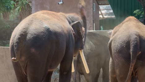 Elephants Taking a Dust Bath