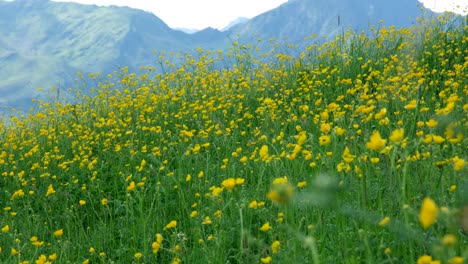 blooming field of yellow alpine wildflowers on a sloping hill with tall mountains in the distance. tranquil and scenic natural beauty during spring or summer.