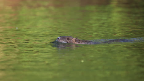 Toma-Panorámica-De-Una-Nutria-Nadando-En-Un-Lago-Al-Atardecer-Con-Reflejos-De-Agua-En-Argentina