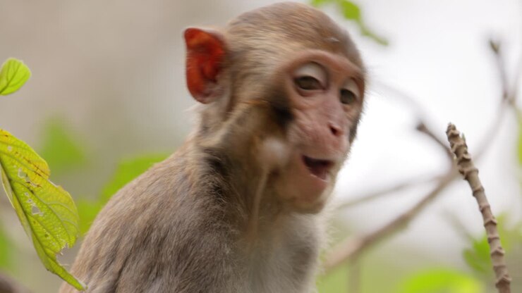 Macaques in nature. Macaques constitute a genus (Macaca) of gregarious monkeys. Macaques are found in a variety of habitats throughout the Asian continent and are highly adaptable.