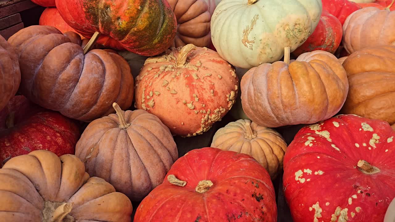 Fixed shot showing various pumpkins and squashes with rich textures and colors