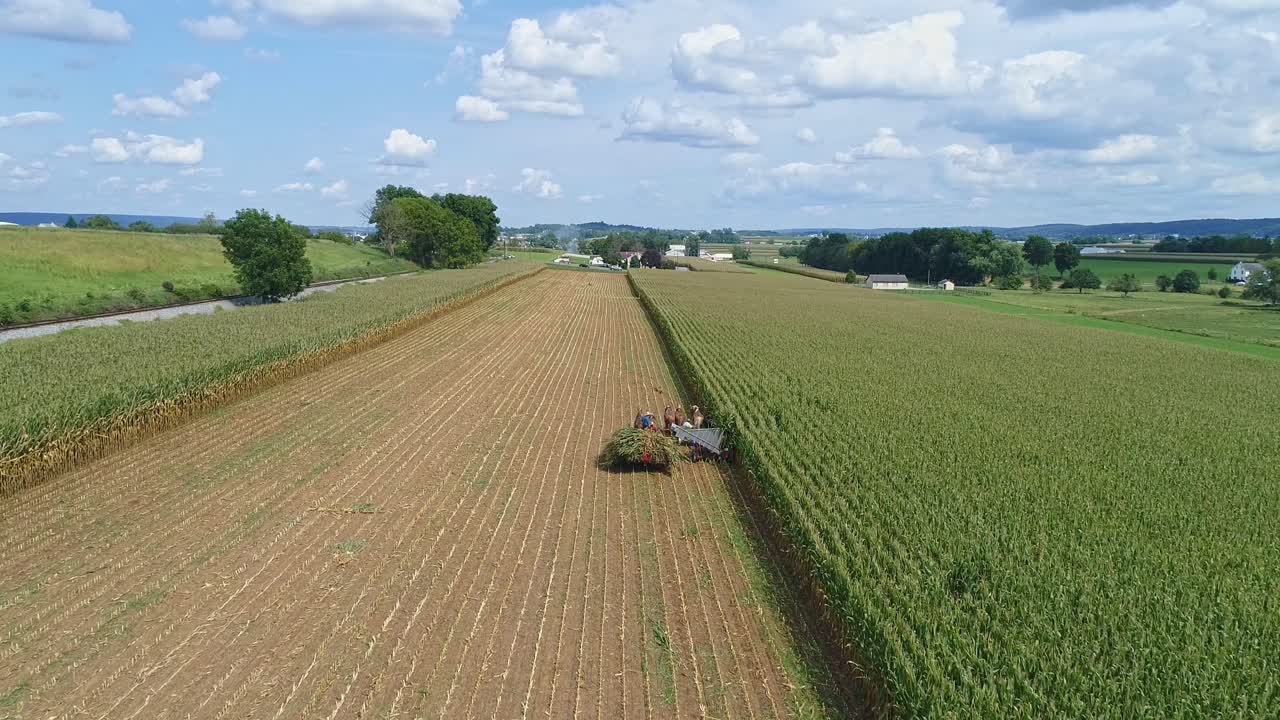 un dron desde atrás de la vista de amish cosechando su maíz usando seis caballos y tres hombres como se hizo hace años en un soleado día de otoño