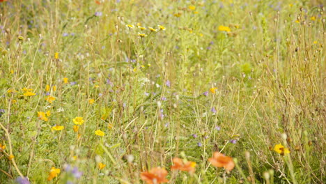 campo de flores de pradera de verano de cerca 4k