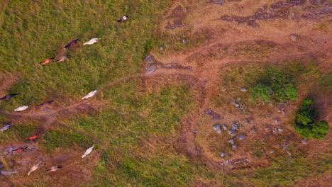 aerial top down, birdseye shot of white and brown horses, on a farm, in the countryside of tyreso, sweden