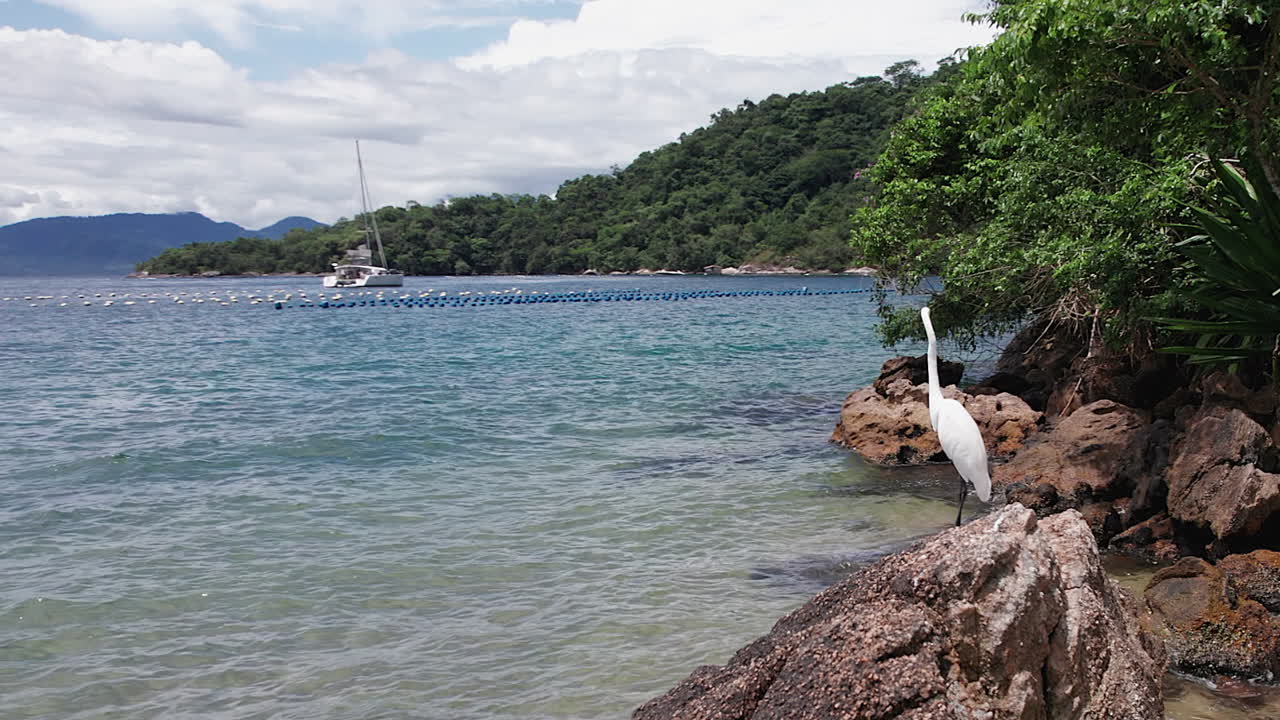 웅장한  ⁇  새끼는 작은 물고기를 찾는 해변 바위 위에 서 있습니다.