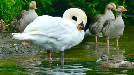 close up of swans and ducks standing in shallow water at a pond in wroxham, norwich, uk