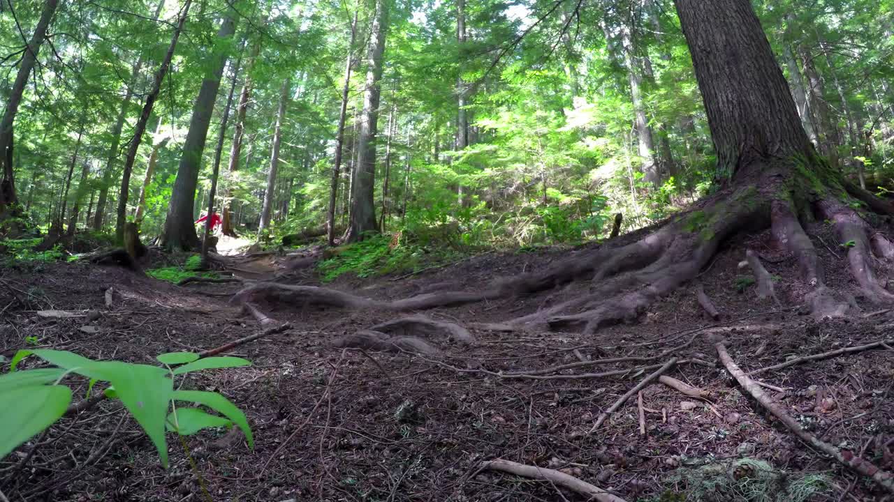 숲길 4k 에서 단자전거 를 타고 있는 여자