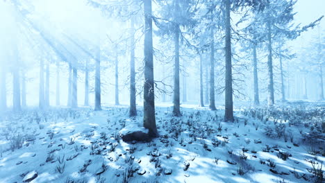 trees in misty winter forest frosty and foggy